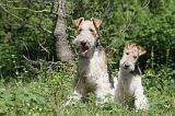 FOX TERRIER 031